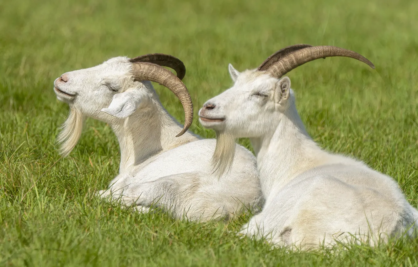 Photo wallpaper summer, nature, goat