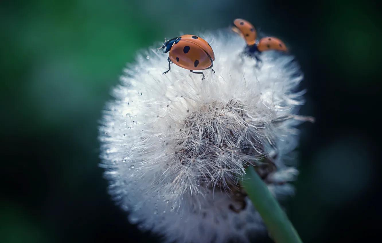 Photo wallpaper drops, macro, flowers, the dark background, dandelion, ladybug, beetle, a couple