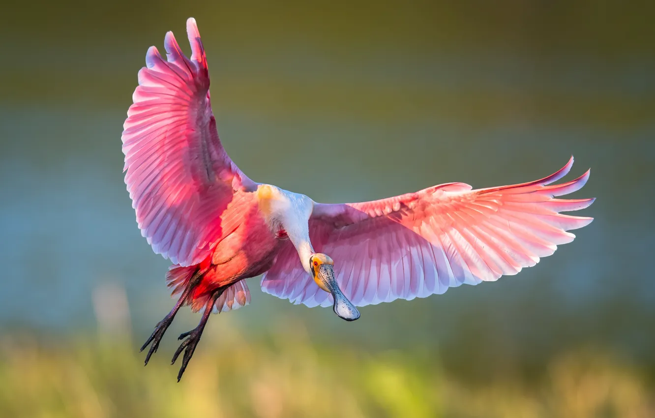Photo wallpaper bird, wings, flight, IBIS, roseate spoonbill