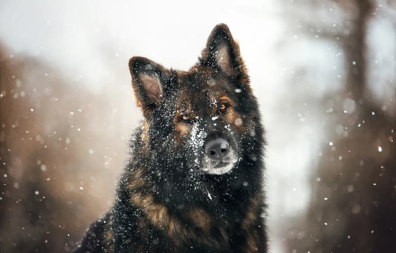 Photo wallpaper winter, snow, dog, German shepherd