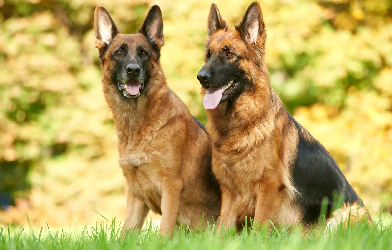 Photo wallpaper dog, shepherd, German shepherd