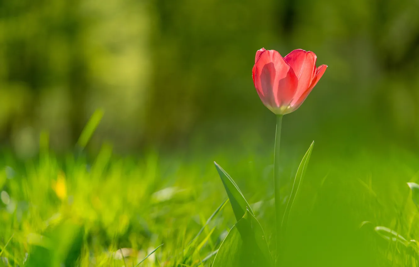 Photo wallpaper red, tulips, bokeh