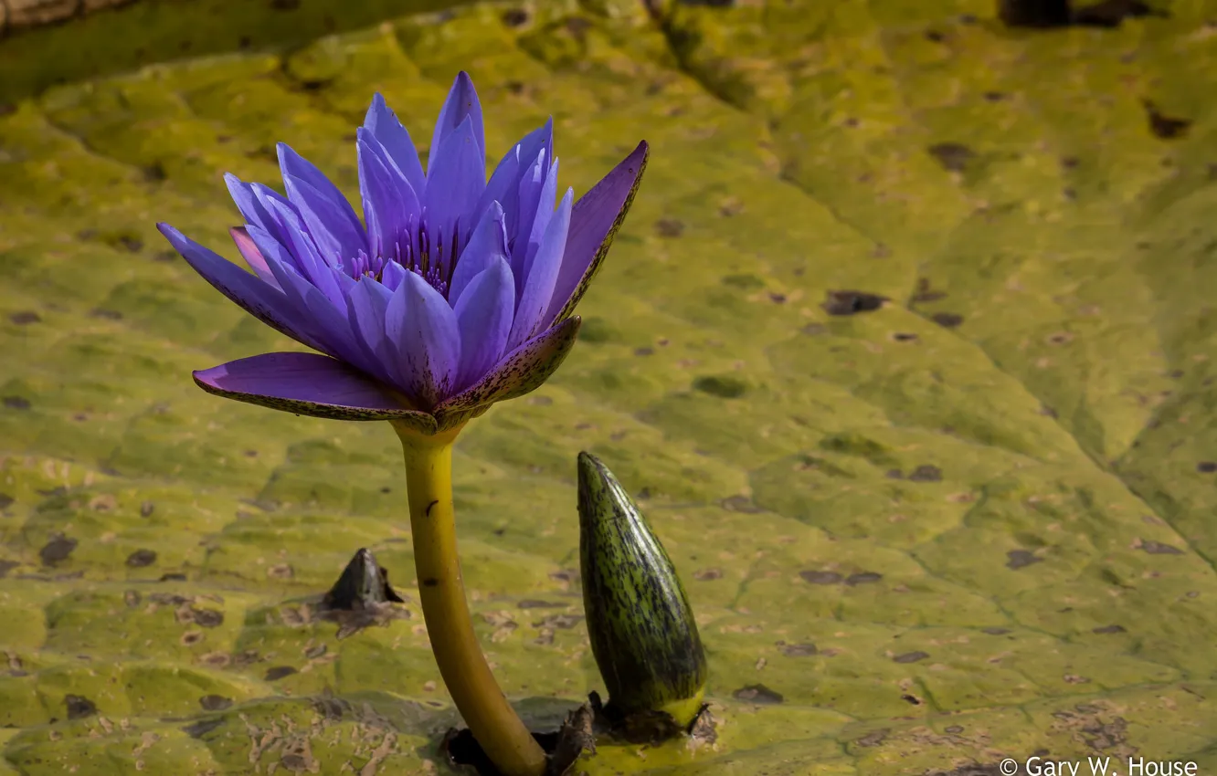 Photo wallpaper flowers, Nymphaeum, water Lily