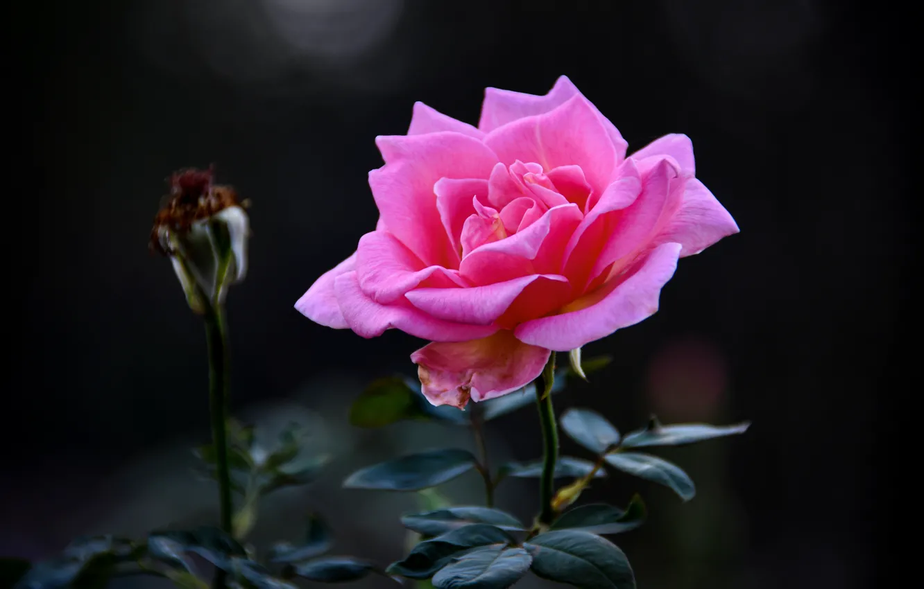 Photo wallpaper flower, the dark background, pink, rose