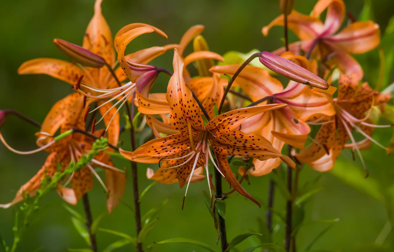 Photo wallpaper flowers, nature, mood, daylilies