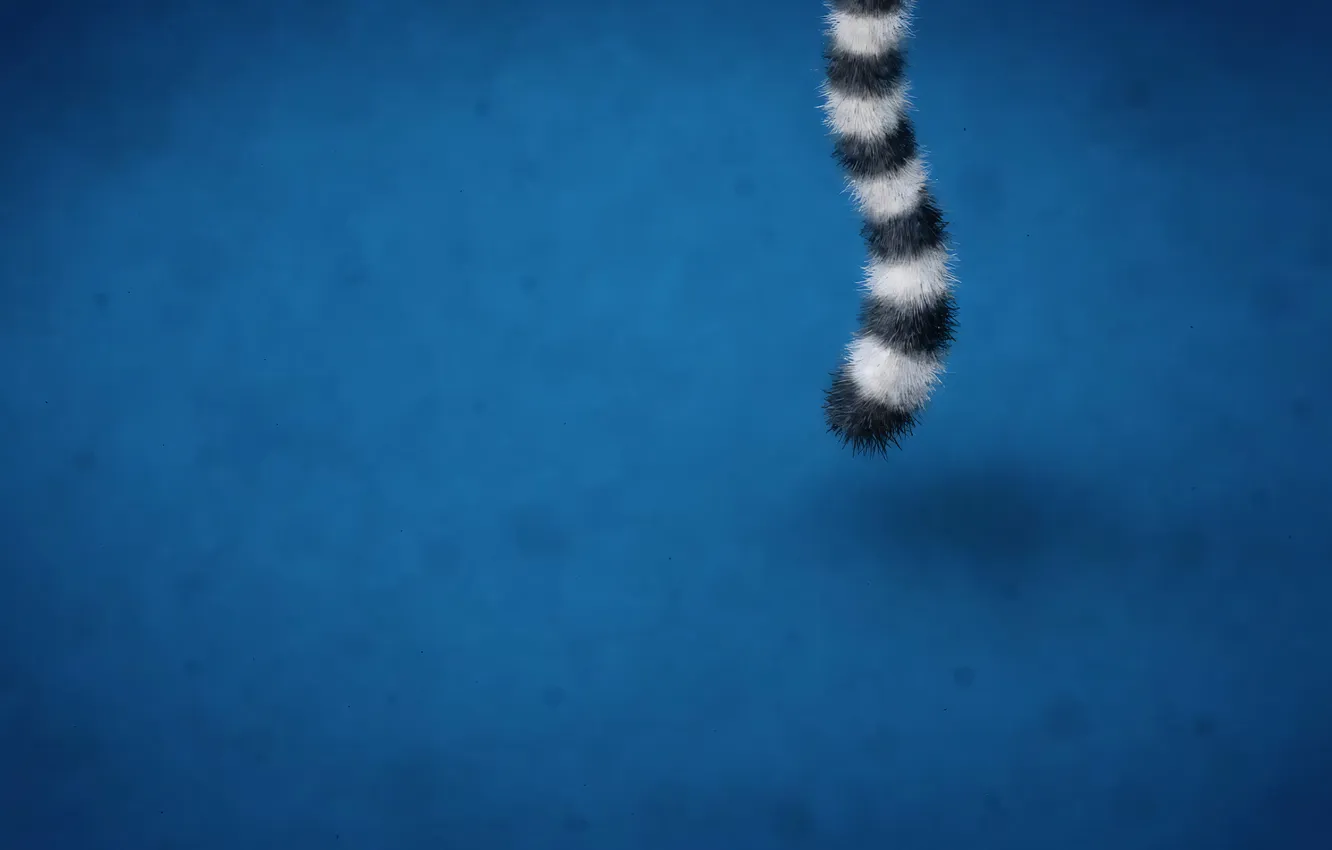 Photo wallpaper tail, vladstudio, blue background