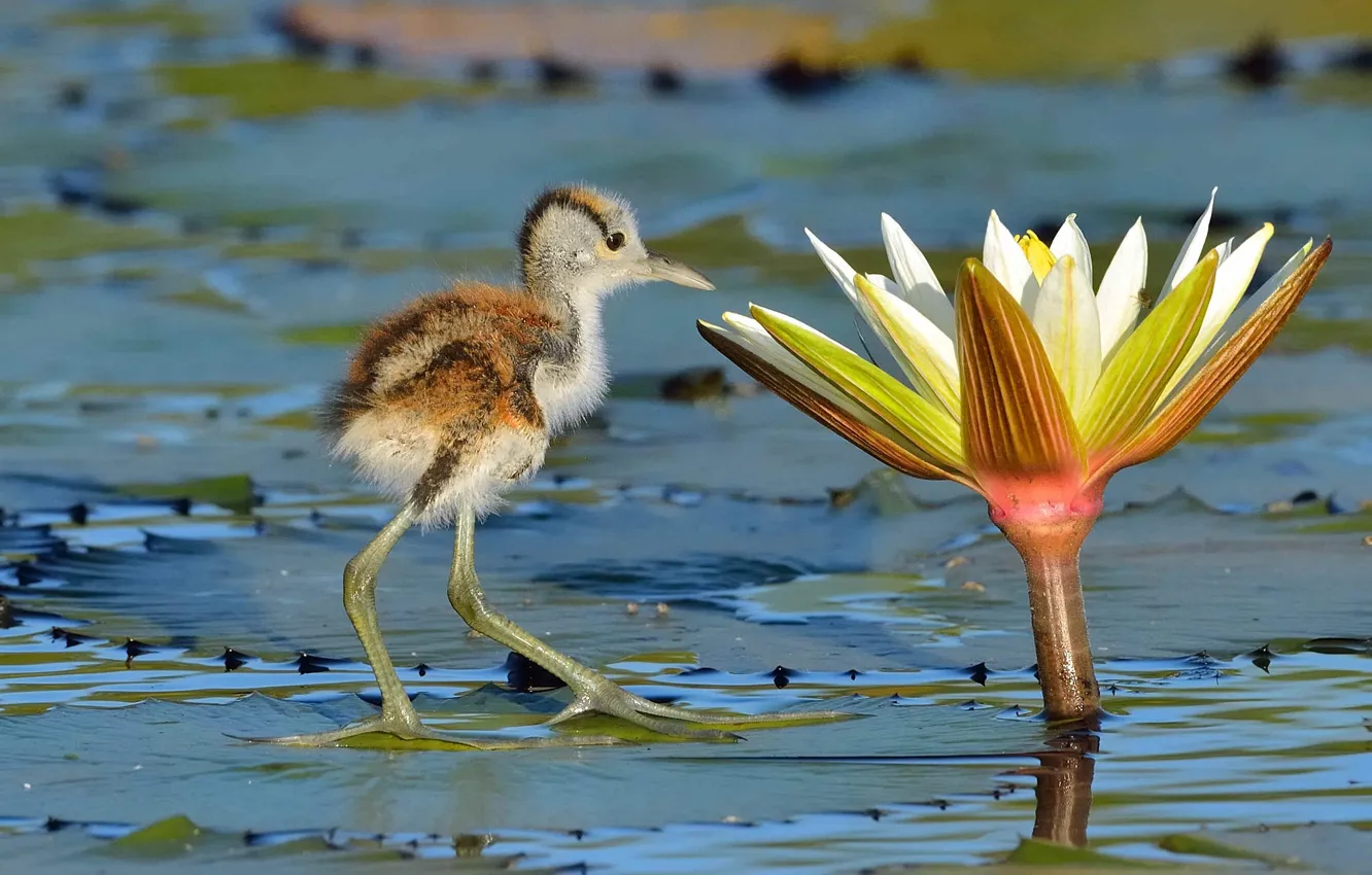 Photo wallpaper leaves, flowers, bird, Lotus, Chicks, pond, the African Jacana, lubopitstvo