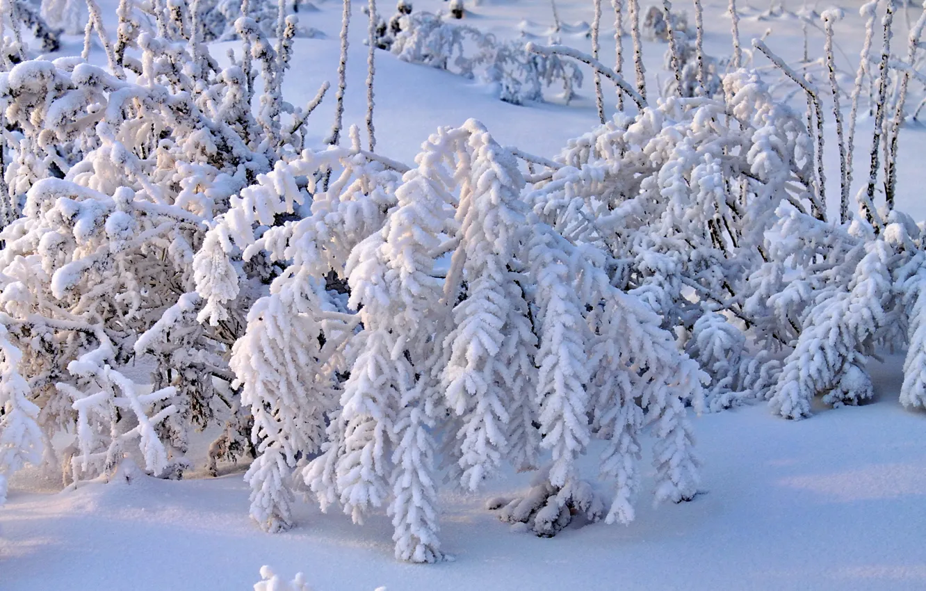 Photo wallpaper winter, snow, branches, the bushes
