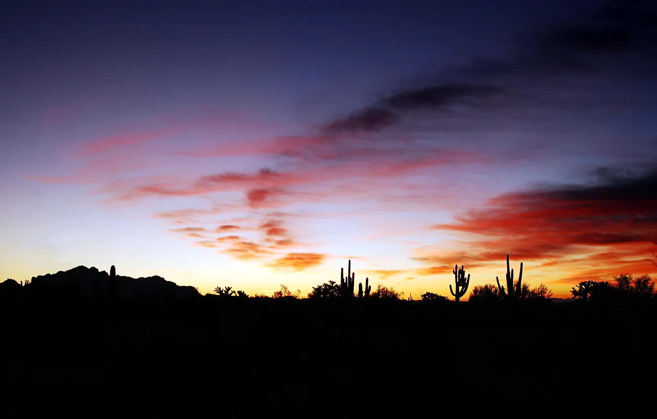 Photo wallpaper sunset, AZ, cacti