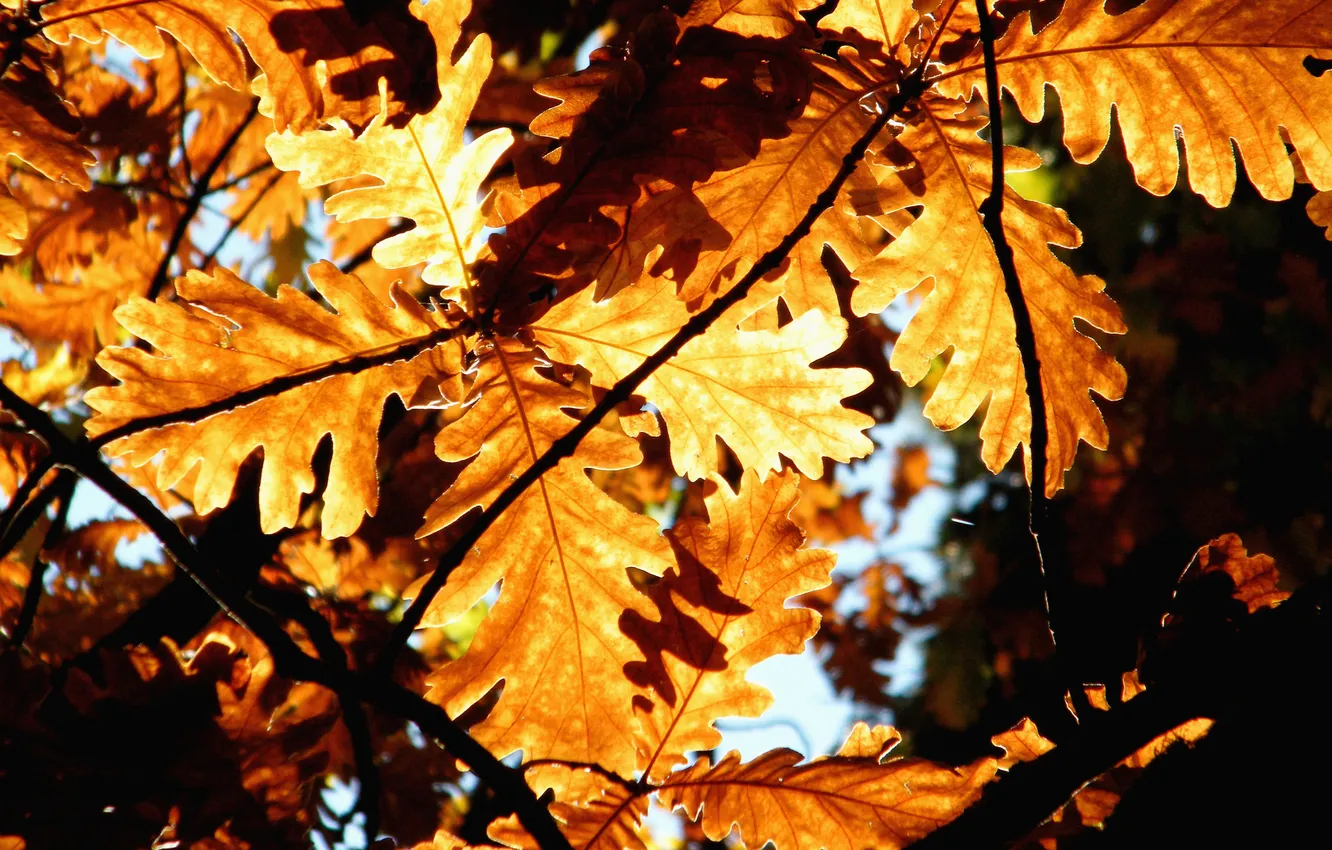 Photo wallpaper autumn, leaves, macro, nature, foliage, leaf, autumn pictures