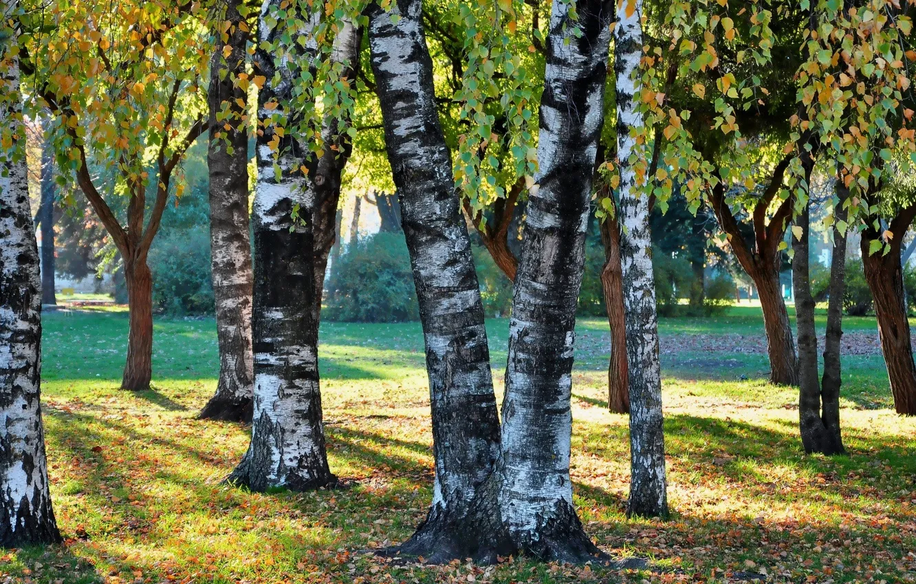 Photo wallpaper autumn, grass, trees, foliage, trunk