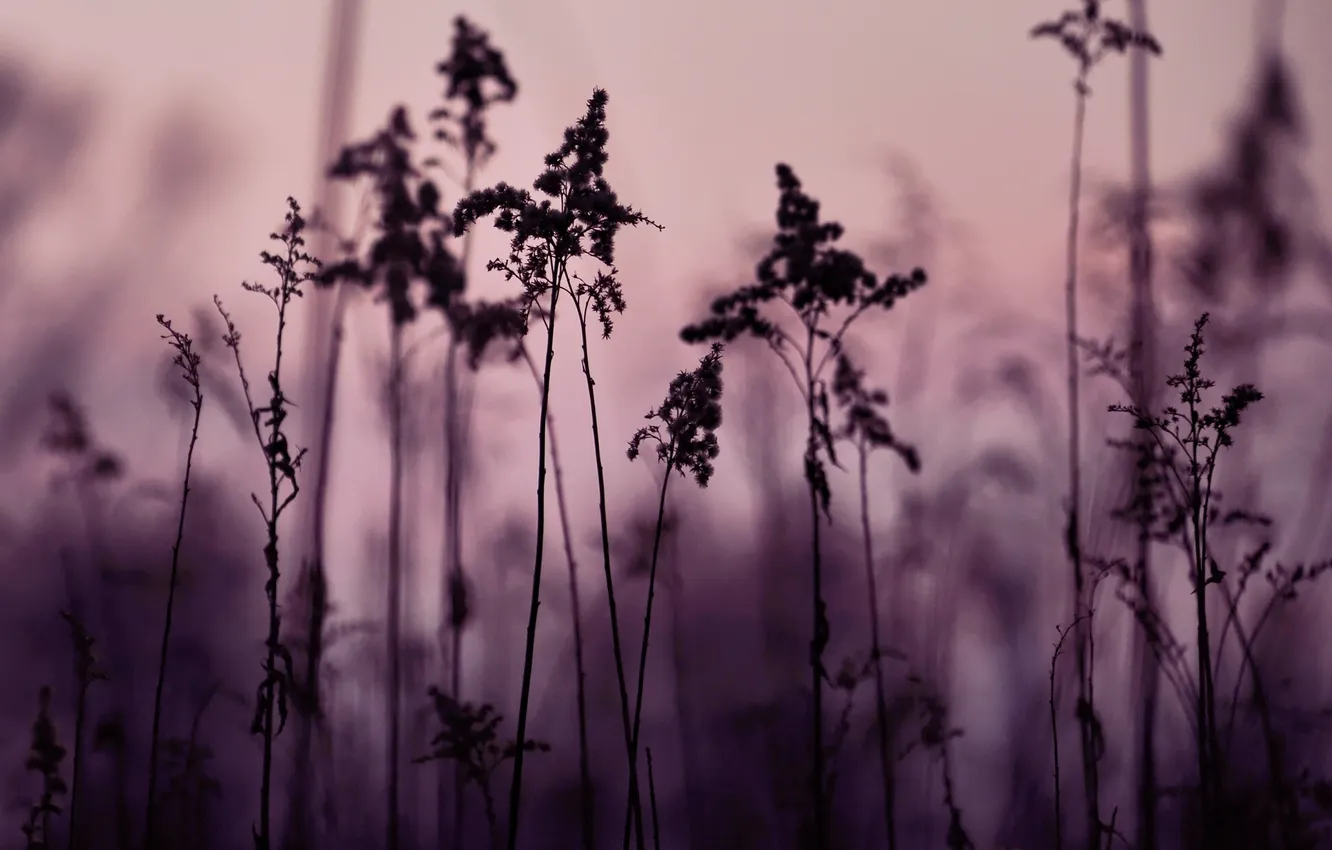 Photo wallpaper nature, background, Wallpaper, plant, color, shadow, the evening