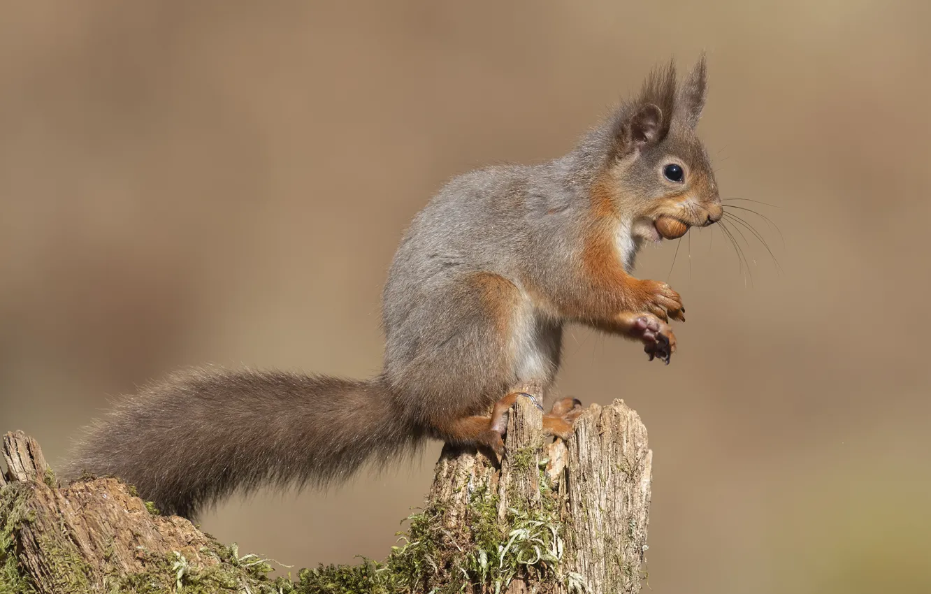 Photo wallpaper nature, pose, moss, stump, protein, red, nuts, face