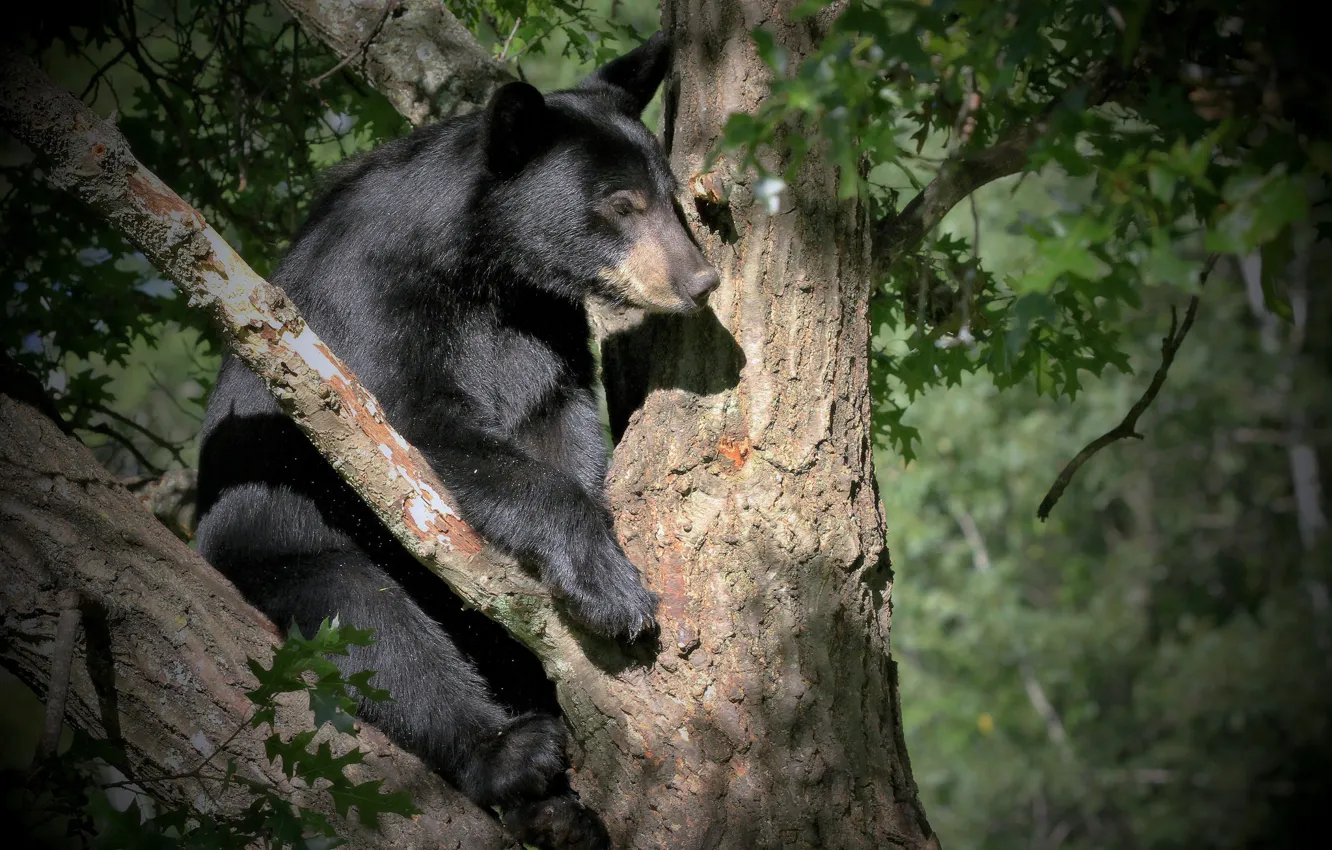 Photo wallpaper trees, black, bear
