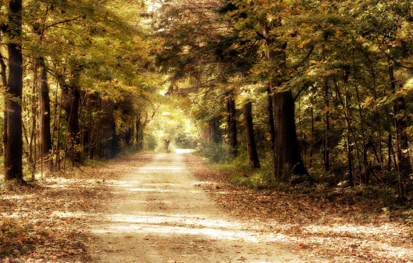 Photo wallpaper road, forest, trees, nature