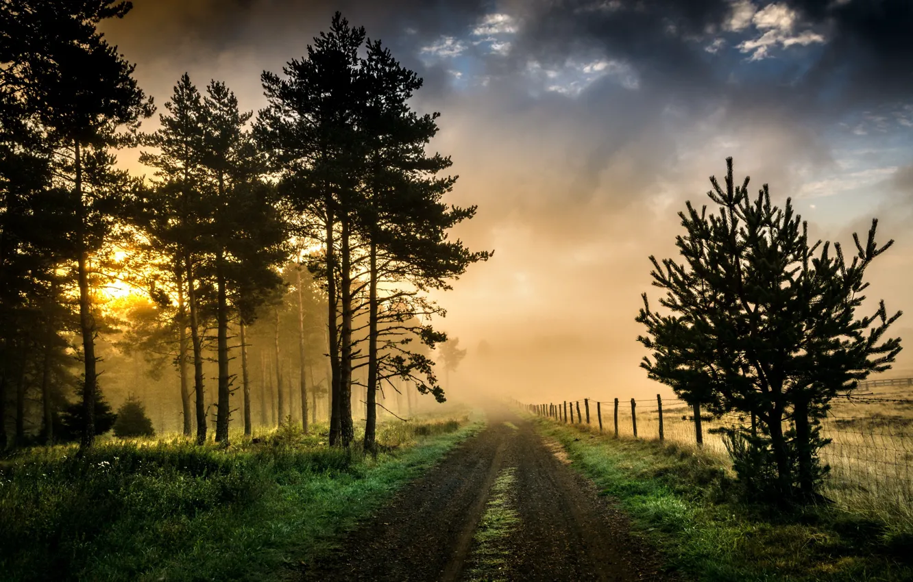 Photo wallpaper road, light, nature, fog, morning