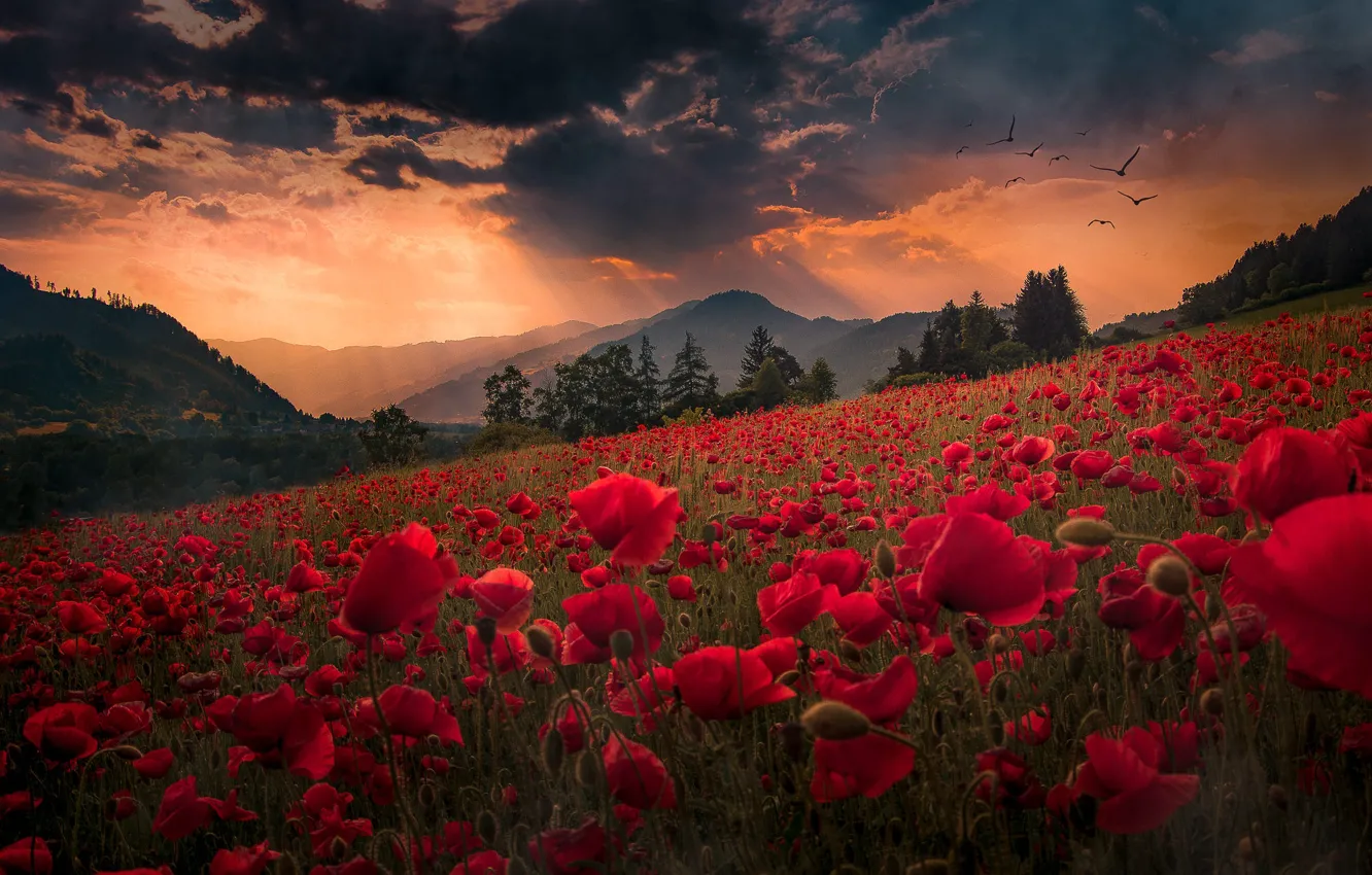Photo wallpaper landscape, sunset, flowers, mountains, nature, Maki, slope, meadow