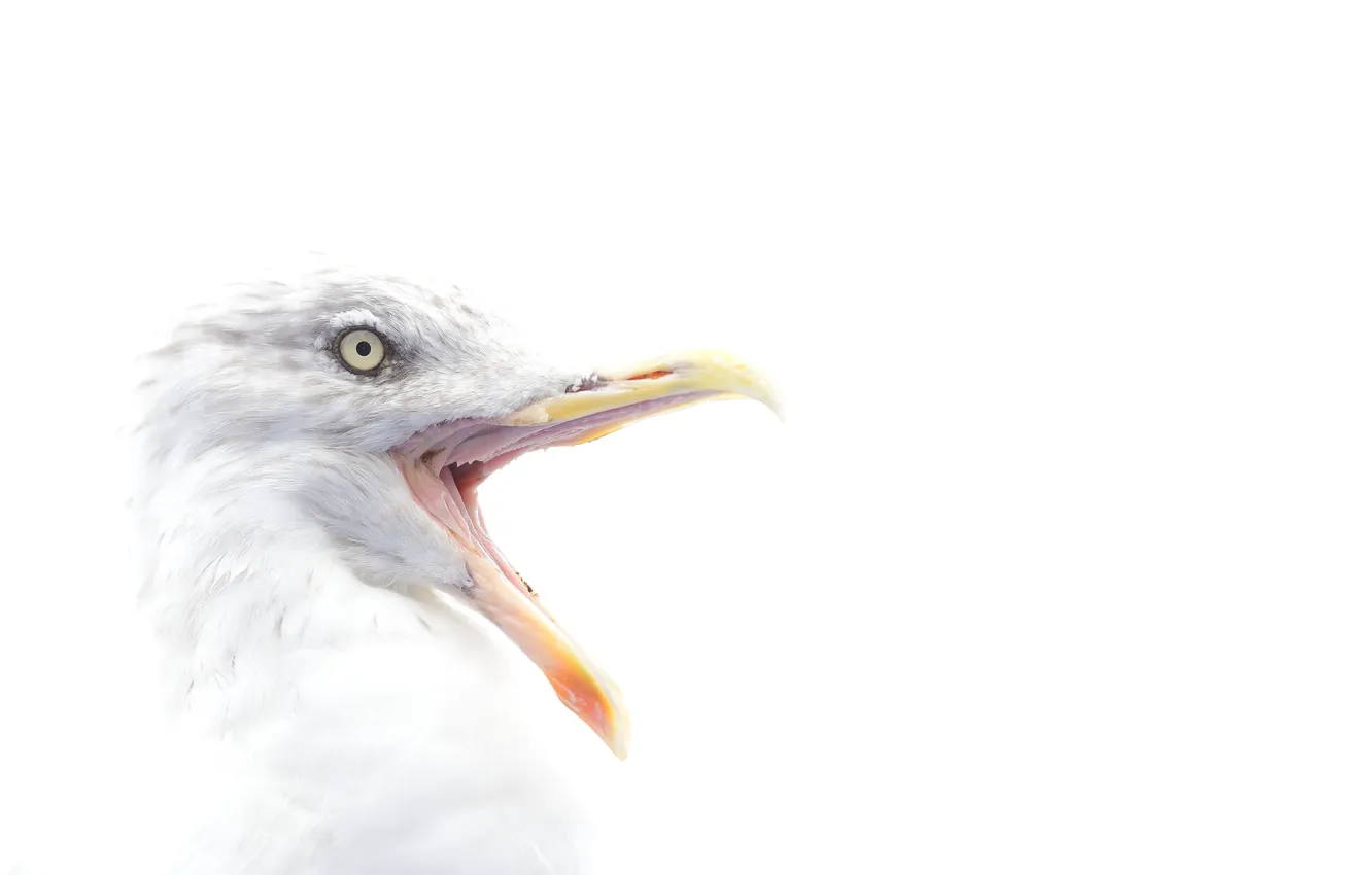 Photo wallpaper bird, eye, beak, herring gull