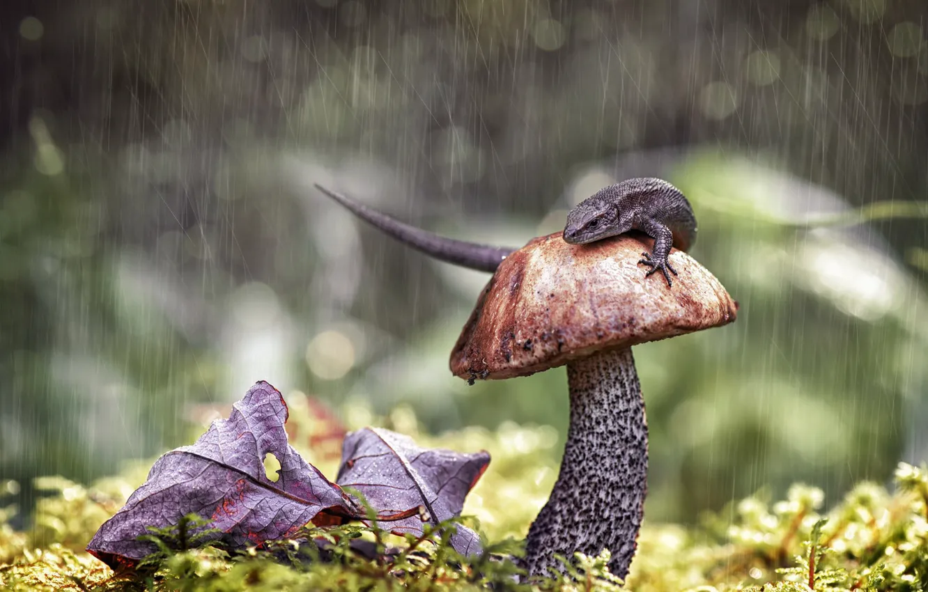 Photo wallpaper autumn, leaves, rain, mushrooms, moss, lizard, boletus, the shower