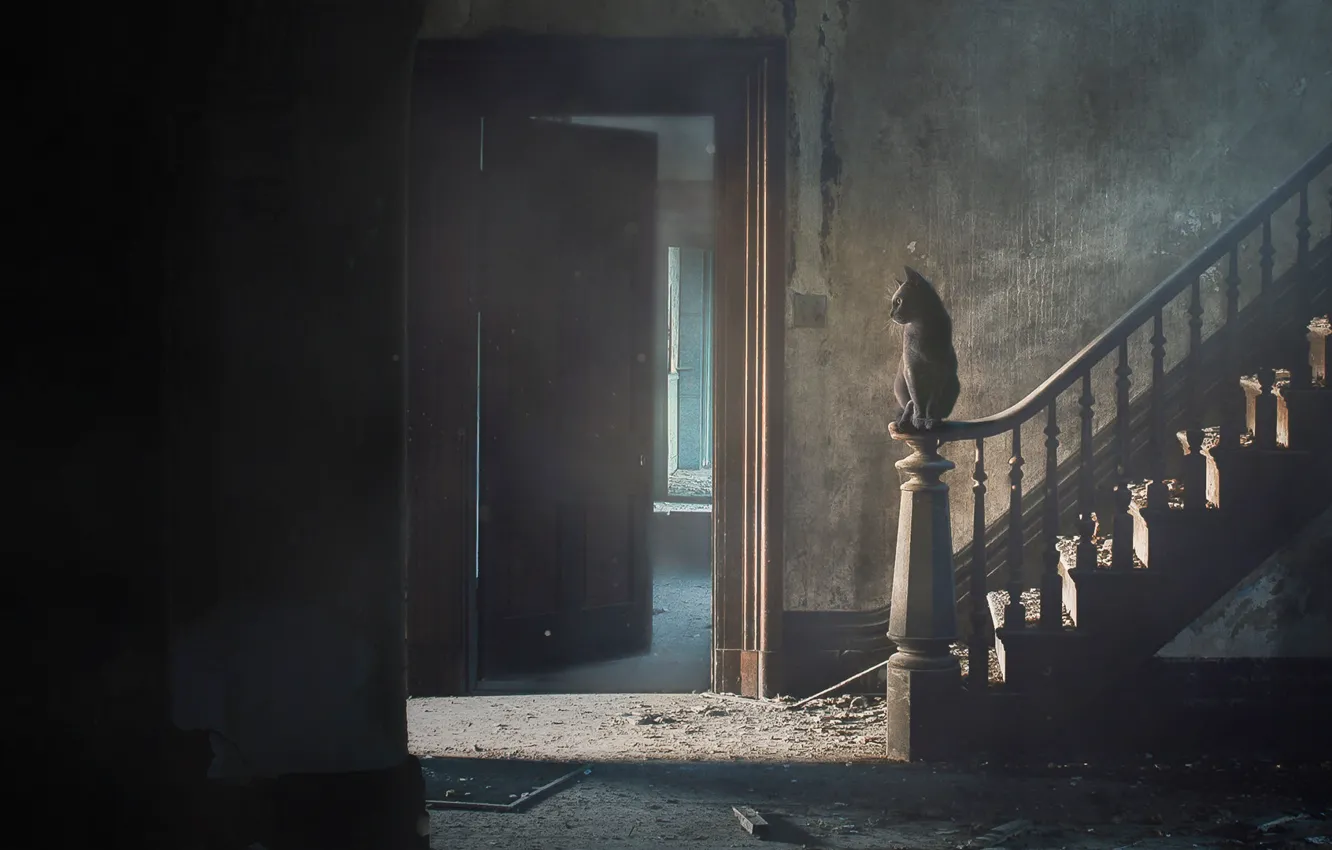 Photo wallpaper Cat, Dust, Ladder, Cat, Dirt, Art, Abandoned house, Cat