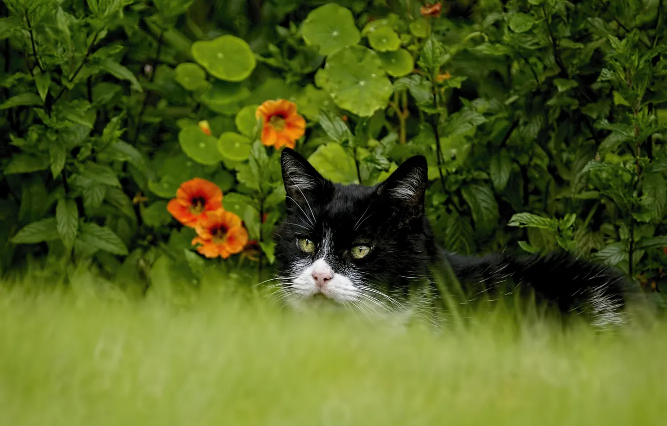 Photo wallpaper cat, summer, grass, cat, look, leaves, flowers, pose