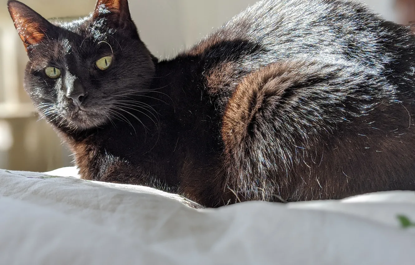 Photo wallpaper cat, cat, black cat