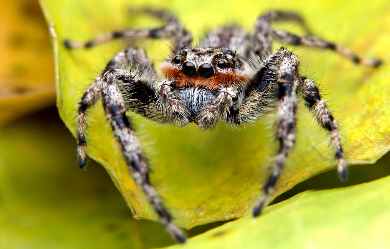 Photo wallpaper leaves, macro, yellow, pose, background, leaf, legs, spider