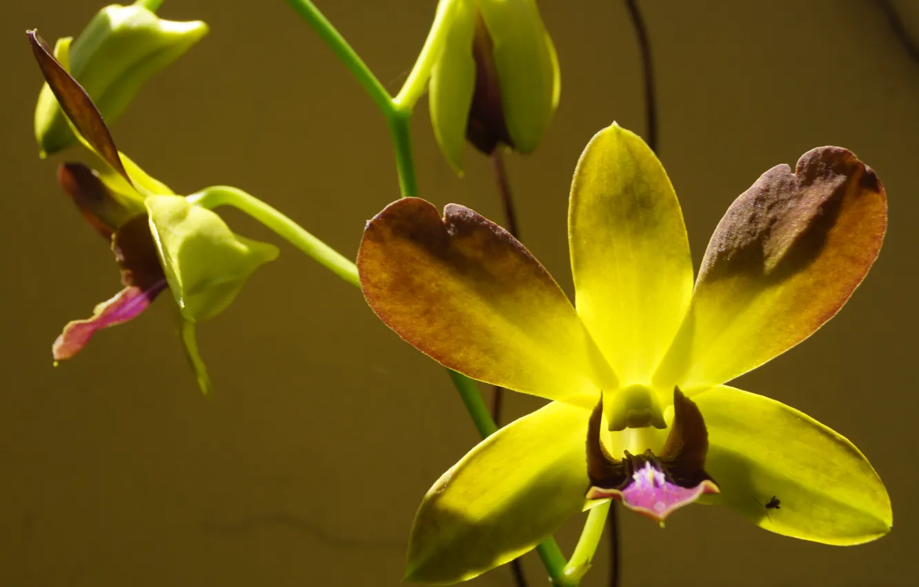 Photo wallpaper flowers, macro, orchid