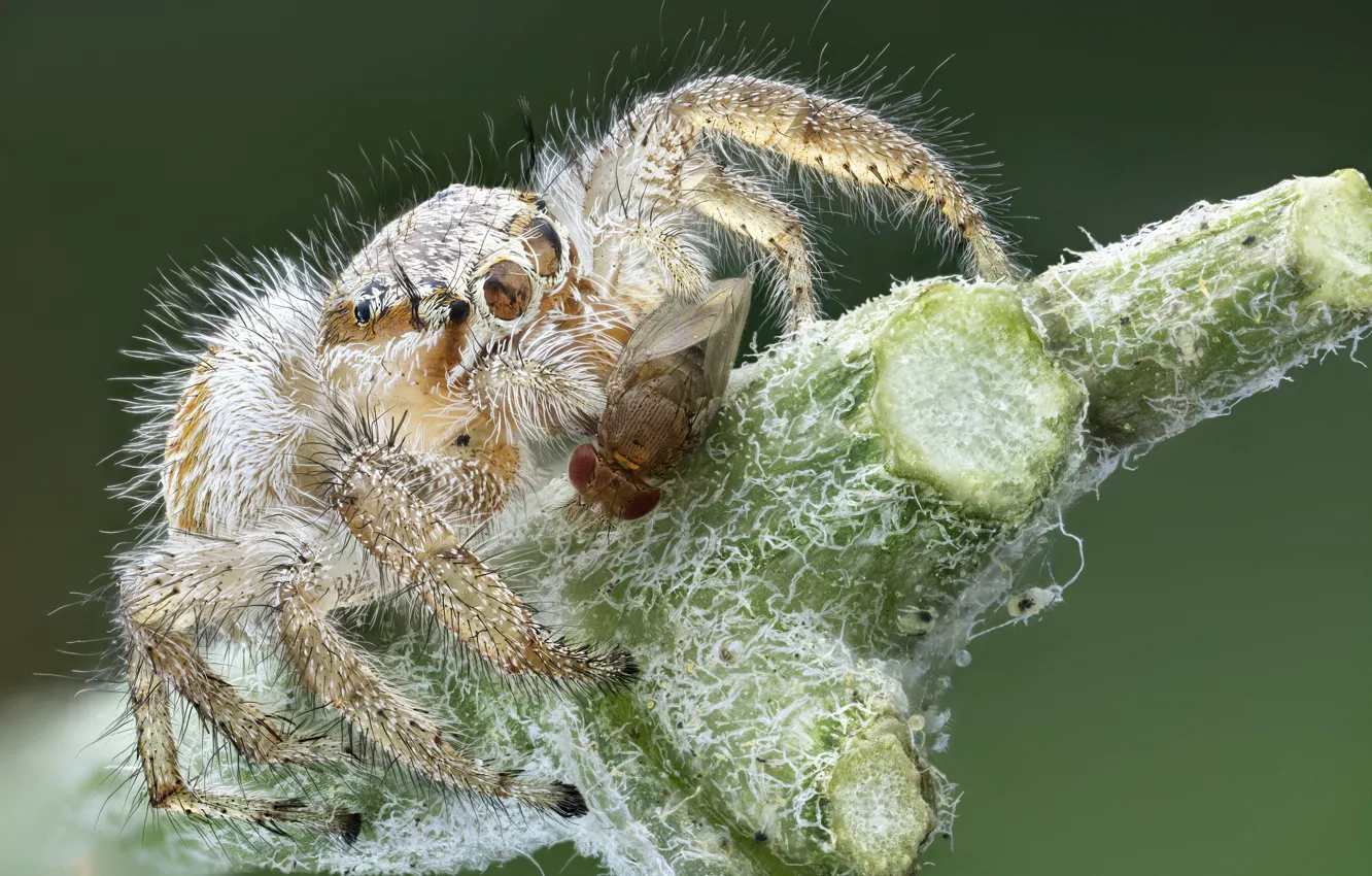 Photo wallpaper fly, the victim, spider, mining