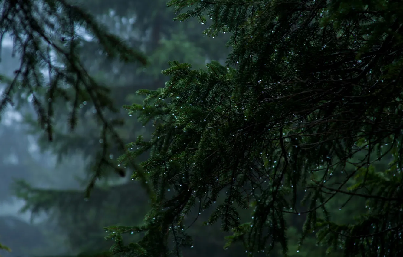Photo wallpaper forest, drops, nature, rain, spruce