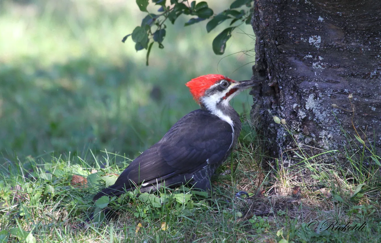 Photo wallpaper grass, trees, nature, bird, woodpecker