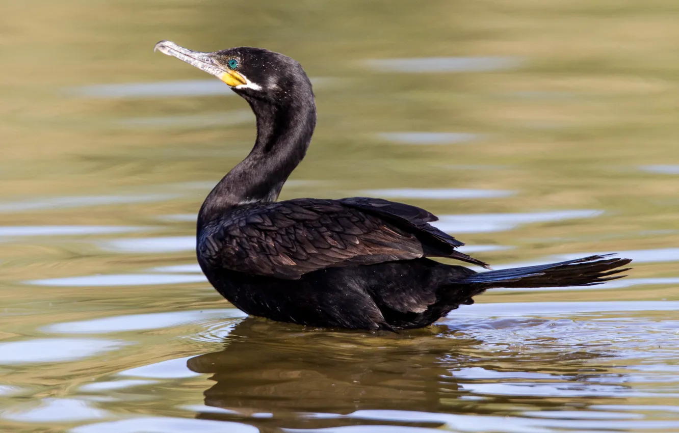 Photo wallpaper bird, beak, tail, neck, cormorant