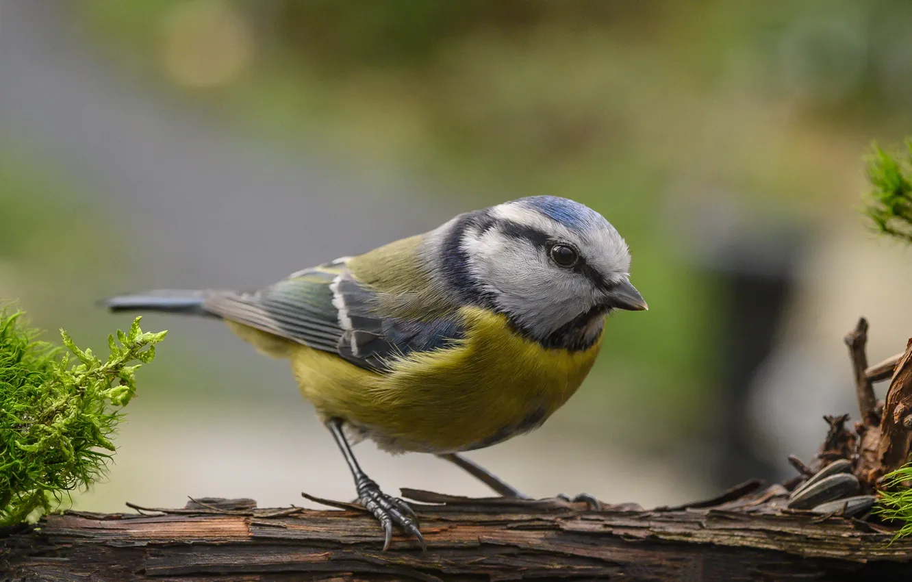 Photo wallpaper branches, bird, tit