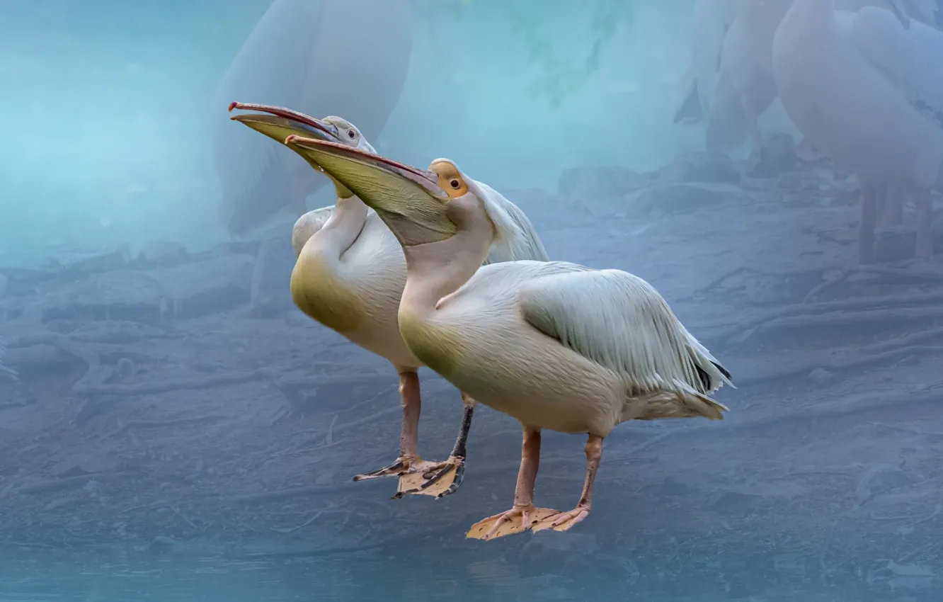 Photo wallpaper birds, background, pelicans