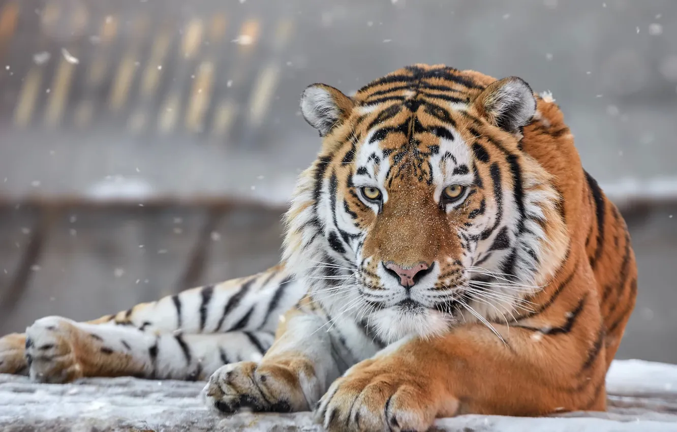 Photo wallpaper winter, look, face, snow, tiger, pose, background, portrait