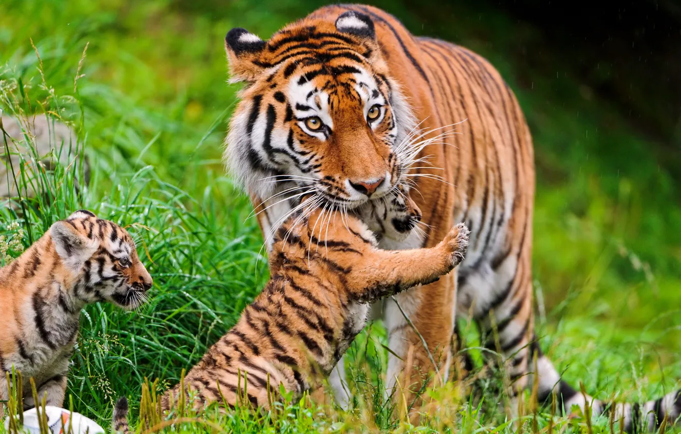 Photo wallpaper cat, grass, tiger, family, tiger, Amur, ©Tambako The Jaguar