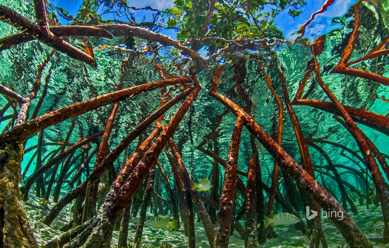 Photo wallpaper water, trees, Bahamas, Staniel Cay, 6мангровые thickets, The Exumas