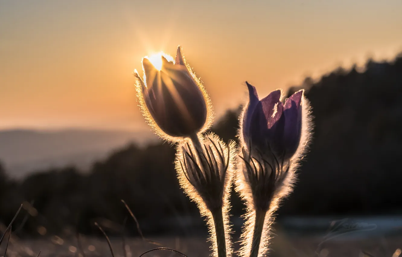 Photo wallpaper flowers, nature, spring