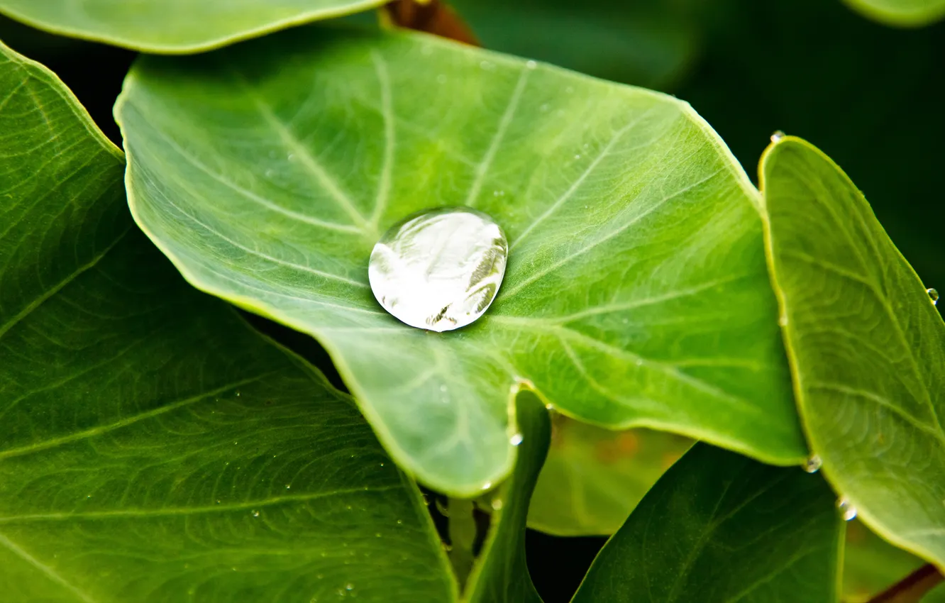 Photo wallpaper greens, leaves, water, drops, green, Rosa, a drop of water