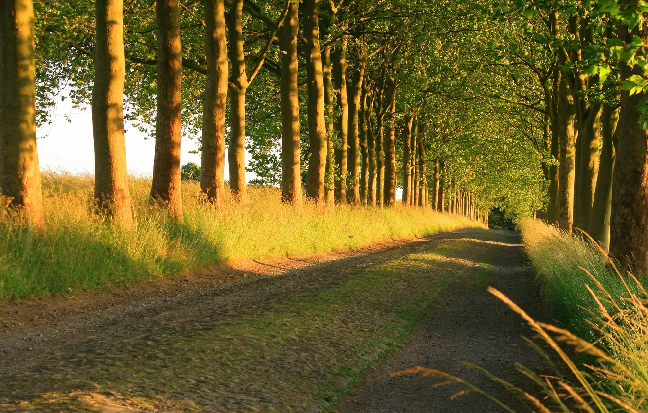 Photo wallpaper road, summer, trees, nature