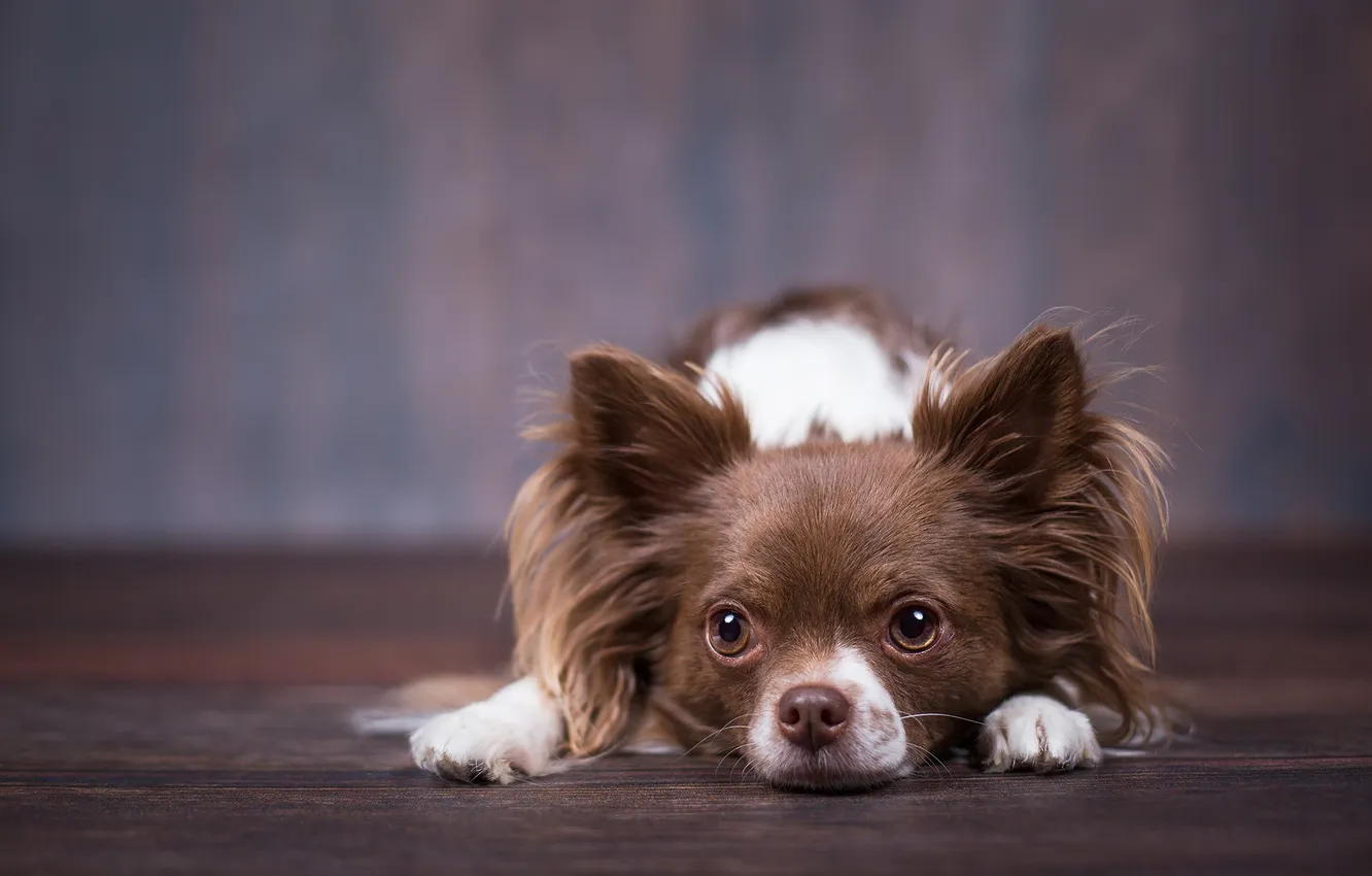 Photo wallpaper look, each, dog