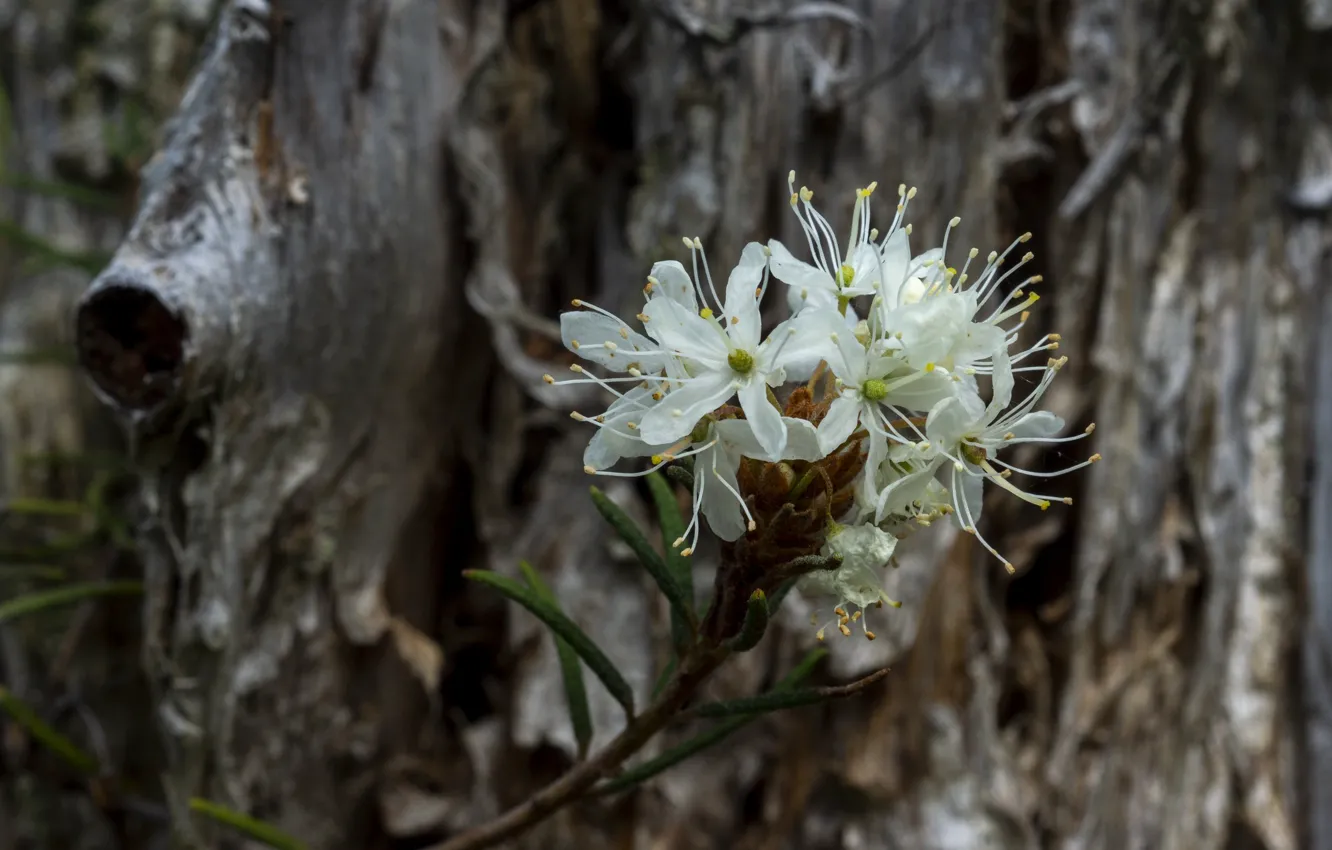Photo wallpaper forest, macro, flowers, stump, white, bogulnik