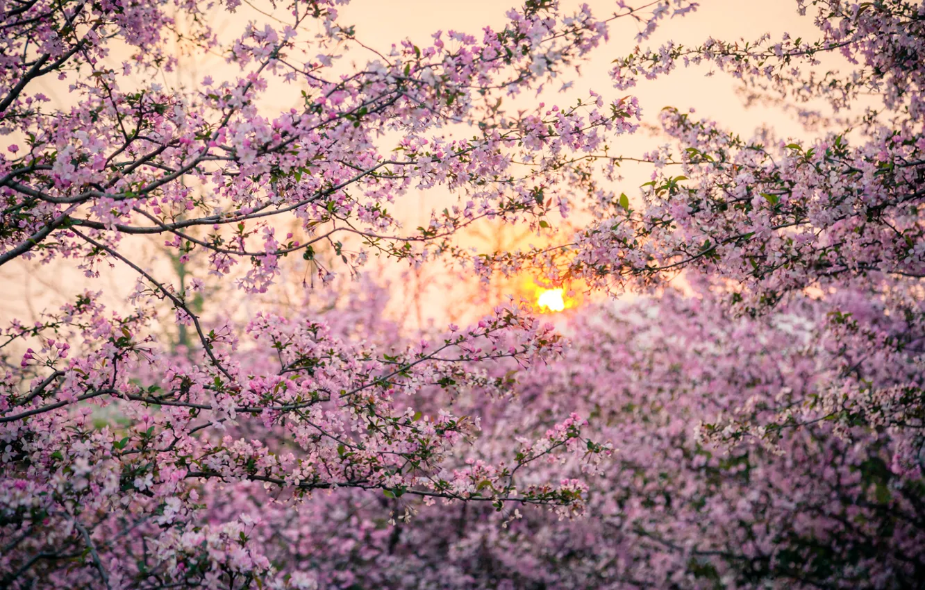 Photo wallpaper the sun, trees, sunset, spring, Japan, Sakura