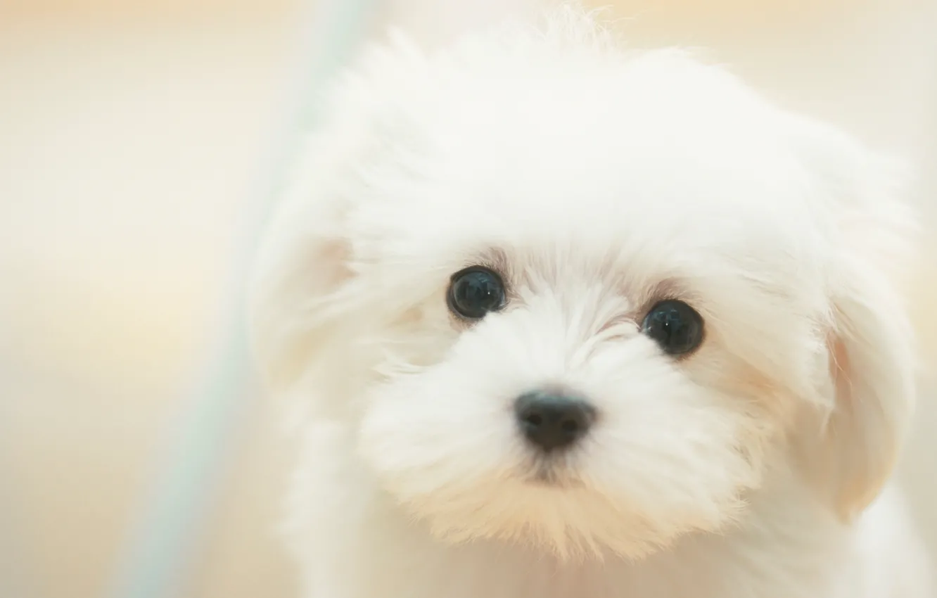 Photo wallpaper Dog, puppy, white, white, sad, puppy, dog, cute