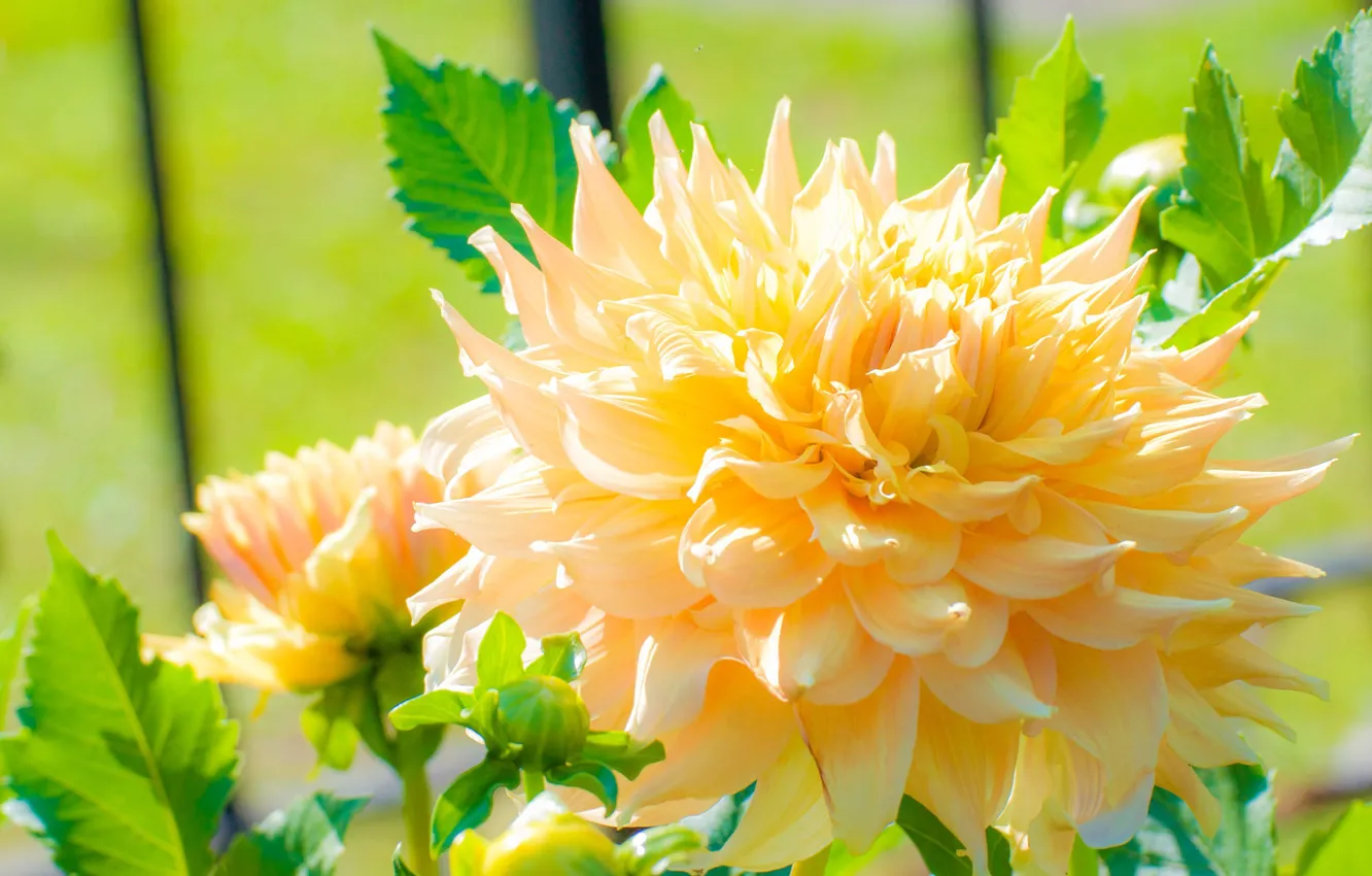 Photo wallpaper macro, yellow, dahlias, cactus