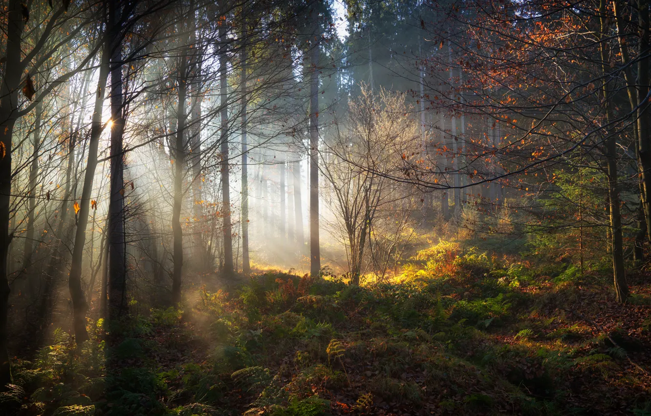 Photo wallpaper autumn, forest, grass, leaves, the sun, trees, branches, the bushes