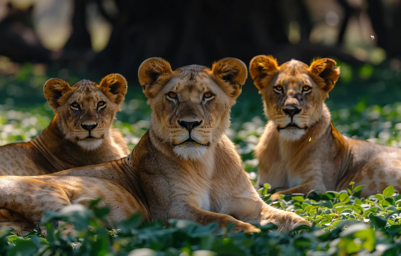 Photo wallpaper Look, Trees, Leaves, Muzzle, Three, Digital art, Lioness, Big Cats