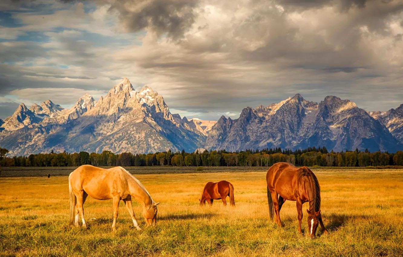 Photo wallpaper field, the sky, clouds, sunset, mountains, horse