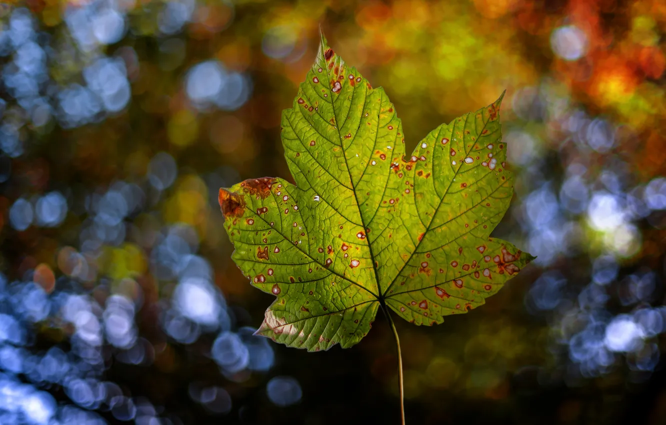 Photo wallpaper autumn, leaves, nature, bokeh