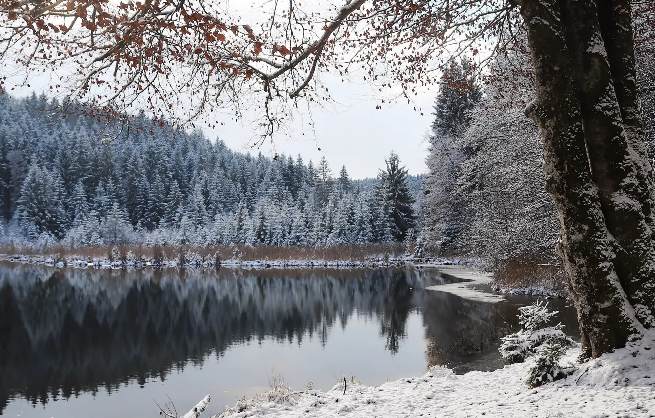 Photo wallpaper winter, forest, lake